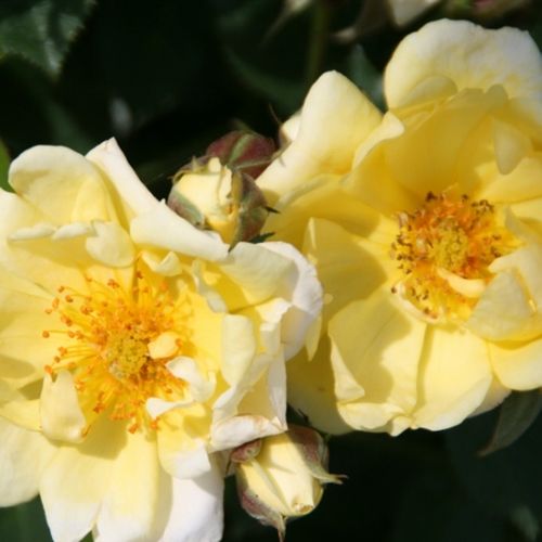 Talajtakaró rózsa - Rózsa - Sunshine Happy Trails® - Online rózsa vásárlás